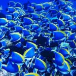 Maldives-blue-surgeonfish-tapestry.jpg