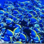 Maldives-blue-surgeonfish-tapestry_thumb.jpg