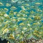 Maldives-convict-tangs-tapestry.jpg