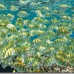 Maldives-convict-tangs-tapestry_thumb.jpg