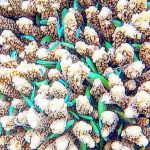 Maldives-coral-fish-tapestry.jpg
