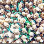 Maldives-coral-fish-tapestry_thumb.jpg