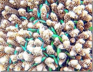 Maldives coral fish tapestry