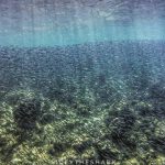 Maldives-fish-tapestry.jpg