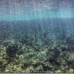 Maldives-fish-tapestry_thumb.jpg