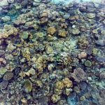 Maldives-reef-tapestry.jpg