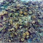 Maldives-reef-tapestry_thumb.jpg