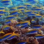 Maldives-yellow-back-fusillier-tapestry.jpg