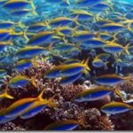 Maldives-yellow-back-fusillier-tapestry_thumb.jpg