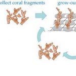 Shangri-La-Villingili-reefscaping-2.jpg