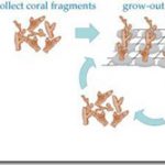 Shangri-La-Villingili-reefscaping-2_thumb.jpg