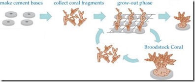 Shangri-La Villingili - reefscaping 2