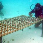 Shangri-La-Villingili-reefscaping-4.jpg