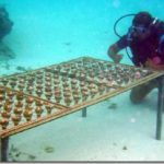 Shangri-La-Villingili-reefscaping-4_thumb.jpg