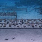Shangri-La-Villingili-reefscaping-5.jpg