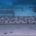 Shangri-La-Villingili-reefscaping-5_thumb.jpg