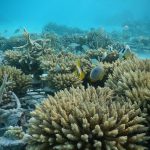 Shangri-La-Villingili-reefscaping-7.jpg
