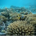 Shangri-La-Villingili-reefscaping-7_thumb.jpg