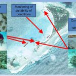 Shangri-La-Villingili-reefscaping-8.jpg
