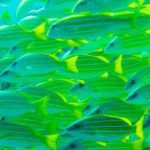 Blue-Striped-Snapper.jpg