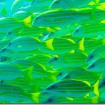 Blue-Striped-Snapper_thumb.jpg