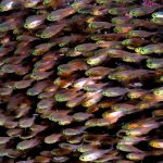 Cardinal-Fish.jpg