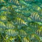 Convict-Surgeonfish.jpg