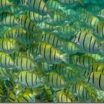 Convict-Surgeonfish_thumb.jpg