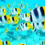 Double-Saddle-Butterflyfish.jpg