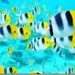 Double-Saddle-Butterflyfish_thumb.jpg
