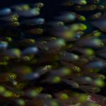 Glass-Fish.jpg