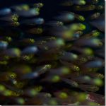 Glass-Fish_thumb.jpg