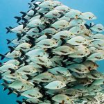 Humpback-Snapper.jpg