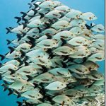 Humpback-Snapper_thumb.jpg