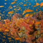 Orange-Anthia.jpg
