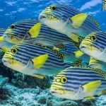 Oriental-Sweetlips.jpg
