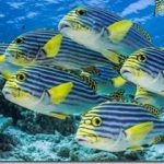 Oriental-Sweetlips_thumb.jpg