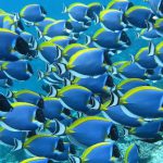 Powder-Blue-Surgeonfish.jpg