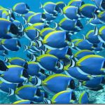 Powder-Blue-Surgeonfish_thumb.jpg