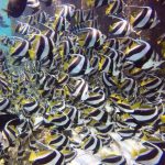 Schooling-Bannerfish.jpg