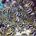 Schooling-Bannerfish_thumb.jpg