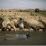 Snorkeling-West-Bank_thumb.jpg