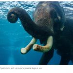 Snorkeling-elephant.jpg