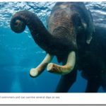 Snorkeling-elephant_thumb.jpg