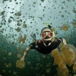 Snorkeling-jellyfish.jpg