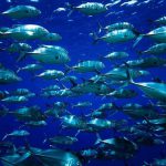 Trevally.jpg