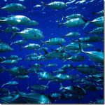 Trevally_thumb.jpg