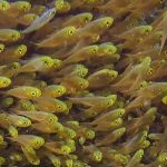 Yellow-Sweeper.jpg