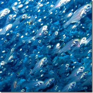 Fish school - glass fish