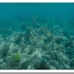 Havent-Seen-panoramic-reef-video.jpg